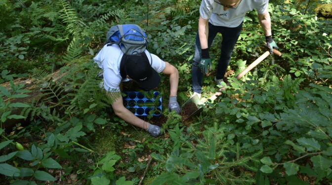 2 Maenner mit Spaten pflanzen Racks4Roots Baumsetzlinge im Wald