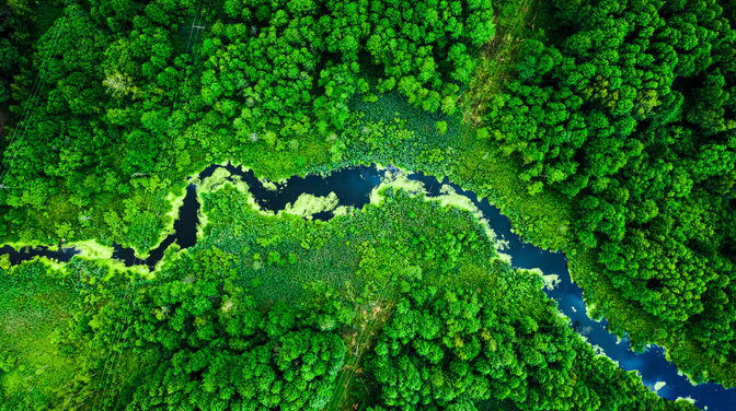 Viele Bäume und Fluss